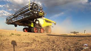 12 Claas Lexion Combines moving on to the next Field [upl. by Dewie]