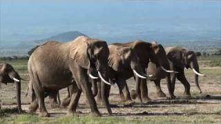 Amboseli [upl. by Helsell179]