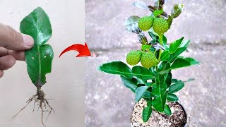 Best ideas skills How to grow kaffir lime from kaffir lime leaves in pots [upl. by Laurianne172]