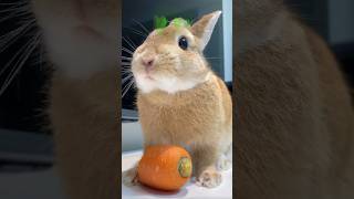 Breeder’s daily feeding routine My rabbit just asked me to serve a big carrot cute pets [upl. by Yasmin]