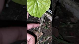 how to grow giloy plant ☘️giloy giloy satisfying [upl. by Galitea7]