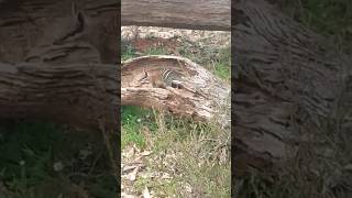 The Numbat One of Australias most endangered mammals animals [upl. by Floeter140]