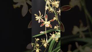 Encyclia alata orchid anggrek [upl. by Kariotta692]