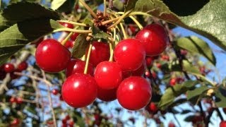 SHAKING CHERRIES OFF THE TREE [upl. by Marjie585]