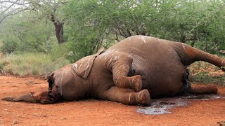 A Verdade Oculta Sobre o Elefante Asiático O Maior Gigante em Perigo [upl. by Margot961]