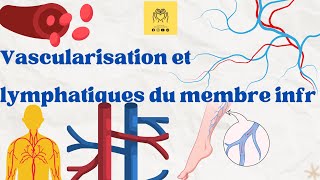 🫀Revision sur langiologie  vascularisation du membre inférieur artères  veines  lymphatiques 📌 [upl. by Annoved]