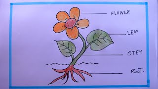 How To Draw A PLANT EasyParts Of A PLANT Drawing [upl. by Nady]