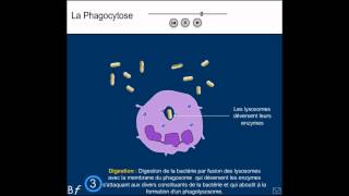 La phagocytose Animation et explication simple shorts [upl. by Marchal]