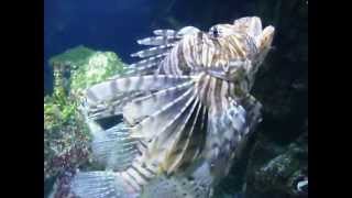 Aquairum La Rochelle  Rascasse volante  Red lionfish [upl. by Yntirb]