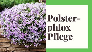 Polsterphlox Pflegen  So gehts richtig [upl. by Schoof]