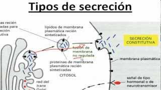 Ayudantía BioCel Transporte GolgiMembrana Exocitosis [upl. by Neillij365]