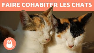 Comment faire cohabiter deux chats 🐱 [upl. by Wells]