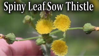 How to Identify Spiny Leaf Sow Thistle Sonchus asper [upl. by Stephenson389]