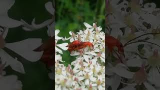 Der Rote oder Rotgelbe Weichkäfer Käfer Insekt Insekten bei der Paarung käfer weichkäfer insekt [upl. by Gio548]