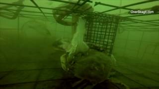 Crabbing Near Deception Pass [upl. by Nella]