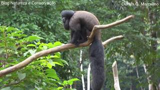 Macaco Cuxiú um dos mais bonitos da Amazônia brasileira [upl. by Auhsohey]