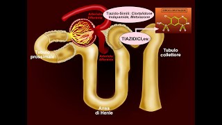 Memo 8C DIURETICI attivi nel Tubulo Contorto Distale come agiscono e quandocome usarli [upl. by Norha334]