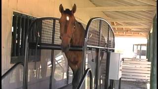 FullStride Horse Treadmill video [upl. by Ojeillib]