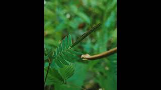 Mimosa Pudica  Sensitive Plant [upl. by Swart]