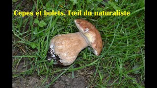 Cèpes et bolets lœil du naturaliste [upl. by Gardener]