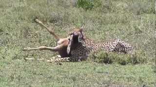 Serengeti  Gepard attakiert BabyGnu  Cheetah attacks Wildebeestbaby [upl. by Huntley]