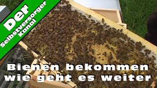 Bienen bekommen wie geht es weiter [upl. by Lemart714]