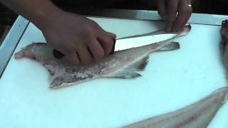 Passionate About Fish  How to fillet a Cod [upl. by Sutherlan2]