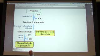 22 Kevin Aherns Biochemistry  Glycolysis II [upl. by Nellda227]