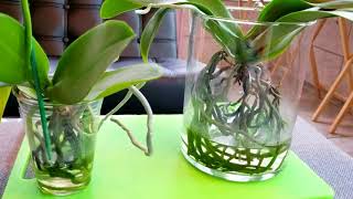 Things to know before you try the water culture growing method with orchids [upl. by Krall562]