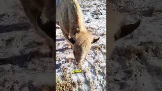 We tried to feed BamBam and the rest of the herd did WHAT 😱 bison bisons ranch ranchlife r [upl. by Yahska]