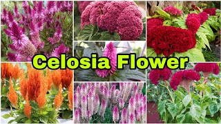 Different Types of Celosia Flower [upl. by Wiltz187]