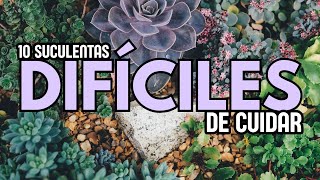 10 Suculentas DIFÍCILES DE CUIDAR [upl. by Eitsyrhc]