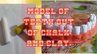 MAKING MODEL OF TEETH FROM CHALK AND CLAY [upl. by Adnomal]