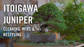 Itoigawa juniper bonsai Cleaning wire and styling at Bjorn Bjorholms Eiseien [upl. by Oirram]