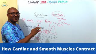 Mechanism of Cardiac and Smooth Muscle CONTRACTION [upl. by Korman]