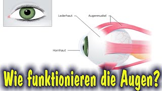 Augen  Wie funktionieren sie  gut erklärt und schnell ANIMATION ZU LERNEN [upl. by Adnaw]