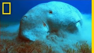 What in the World is a Dugong  National Geographic [upl. by Aihsenek]