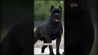 The 2 Cane Corso Versions [upl. by Ardath]