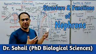 Nephrons Structure amp Functions  MDCAT Biology  NEET Biology  12th Biology [upl. by Airdna293]