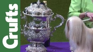 Best in Show Final  Crufts 2012 [upl. by Ditter574]