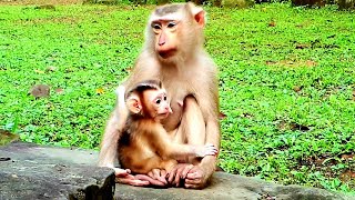 Mother take care baby គួរឲ្យស្រឡាញ់ « monkey » rathangkor [upl. by Alyosha621]