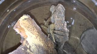 Heteropoda venatoria Feeding Video [upl. by Yssac]