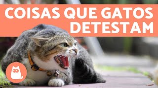 10 COISAS QUE OS GATOS ODEIAM e você deve EVITAR 😾 [upl. by Eba139]