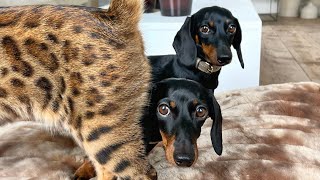 Mini Dachshunds amp Bengal Cat are reunited after a holiday [upl. by Arch347]