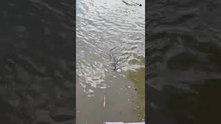 Monitor lizard swimming in a canal shorts singapore [upl. by Anisah]