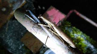 Mating Couple of Praying Mantis Statilia maculata コカマキリの交尾 [upl. by Cecily]