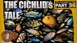 The Cichlids Tale [upl. by Borras158]