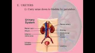 Renal System  Physiology  Part 4  Ureters Bladder Urethra Obligatory Water Loss [upl. by Lorenz]