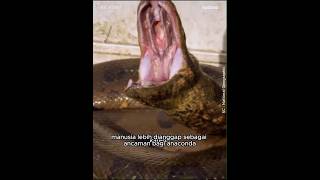 penemuan ular anaconda ular terbesar  animals [upl. by Ham]