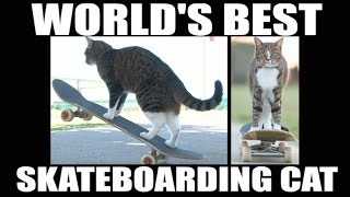 Worlds Best Skateboarding Cat Go Didga Go [upl. by Lemert886]